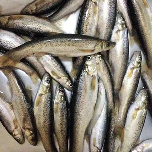 东北柳根鱼新鲜柳根鱼淡水鱼小河鱼麦穗鱼【鲜活速冻】柳根鱼