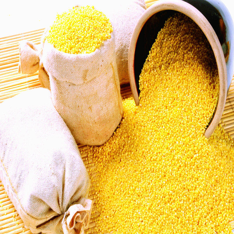 东北小米农家种植金黄小米五谷杂粮粗特产月子米孕妇食品满5包邮