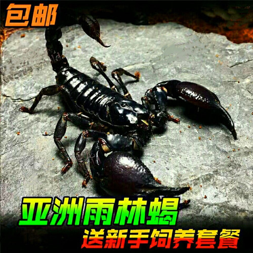爬宠蝎子无毒包邮包活