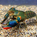 澳洲淡水小龙虾观赏宠物虾大型冷水虾天空蓝魔螯虾水虾观赏虾 包邮