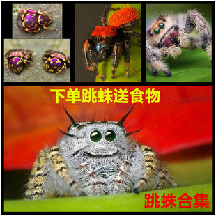 卢卡斯灰佛橙佛跳蛛小朋友礼物办公桌迷你好饲养宠物蜘蛛微距摄影