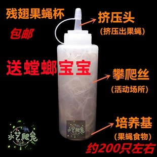 果蝇杯活体饲料大小果蝇残翅无翅螳螂食物树蛙螳螂活体饲料 包邮