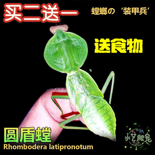 圆螂宠物昆虫活体宠物昆虫办公室另类大刀螳螂包邮
