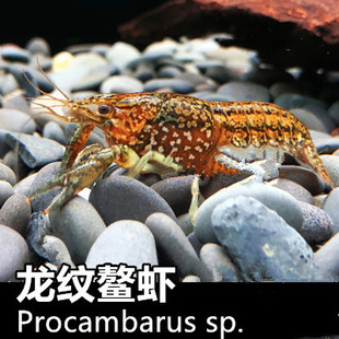 龙纹鳌虾新手入门淡水观赏鳌虾活体宠物冷水龙纹虾除藻虾单性繁殖