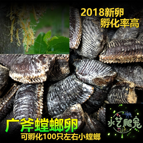 包邮广斧螳螂卵水艺爬宠包邮