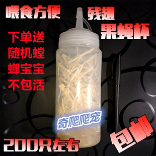 包邮果蝇杯无翅小果蝇杯螳螂跳蛛活体饲料果蝇活体残翅果杯200只