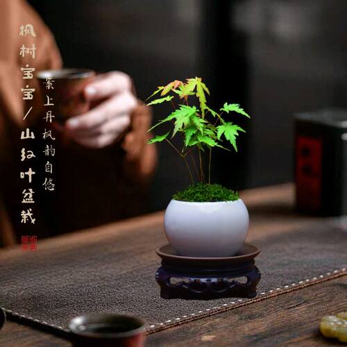 枫树盆景山红叶鸡爪槭盆栽掌上小品办公室茶桌摆件苔藓微景观菖蒲
