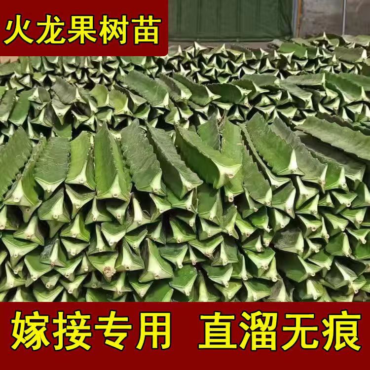 嫁接专用红心火龙树苗盆栽