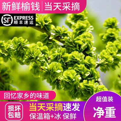 2026新鲜榆钱现摘榆钱顺丰包邮