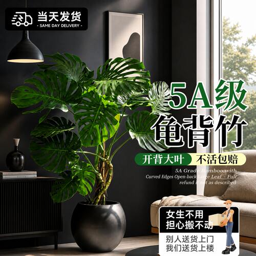 龟背竹客厅绿植高级感室内大型盆栽大叶老桩落地植物盆景四季好养