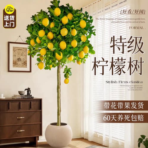 香水柠檬树大型绿植盆栽带果室内客厅办公室盆景清新空气四季好养