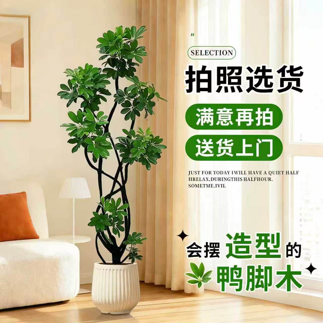造型鸭脚木客厅大盆栽室内落地式大型绿植物鸭掌木鹅掌柴四季常青,鲜花速递/花卉仿真/绿植园艺,大型绿植/成品组合盆栽,淘宝优惠券,粉丝福利购,淘宝优惠卷