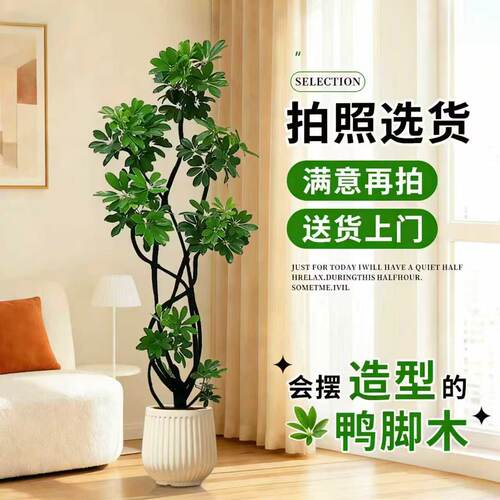 轻奢鸭脚木拍照选货送货上门