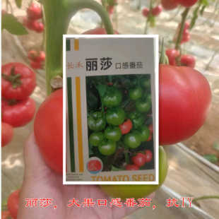 丽莎口感番茄种子西红柿种子抗病好耐低温耐裂果果蔬两用抗病毒