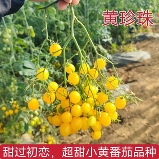 小番茄种子抗病高产含糖量高 甜度好黄樱桃番茄种子黄珍珠小番茄