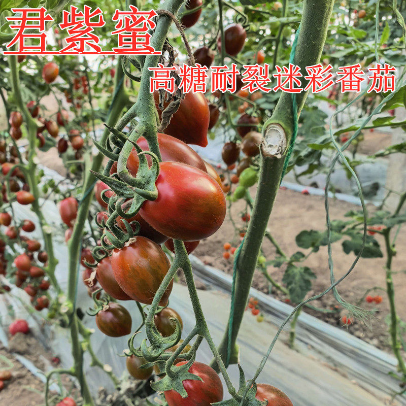 紫色樱桃番茄种子迷彩小番茄种子口感好抗病好甜度高 包邮君紫蜜