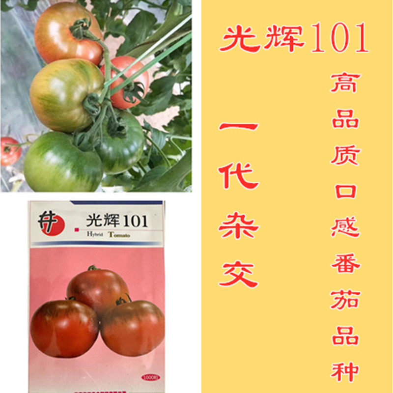 光辉101草莓番茄种子铁皮柿子种子绿肩口感西红柿种子