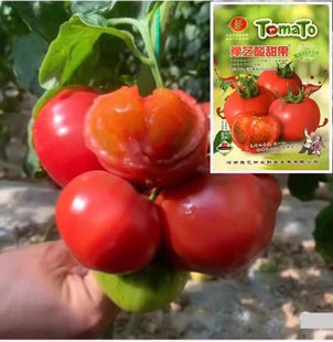 豫艺酸甜果番茄种口感西红柿种子高产抗病番茄味浓生吃豫艺酸甜果
