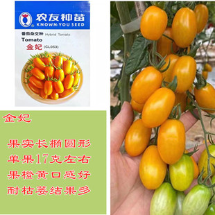 台湾农友金妃小黄番茄种子黄色圣女果种子口感好小番茄种子