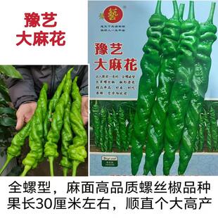 豫艺大麻花全螺螺丝椒种子大果麻面果形直个头大产量高螺丝椒种子