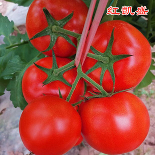 大红番茄种子西红柿种子石头果抗病毒高产硬度高蔬菜种子红凯盛