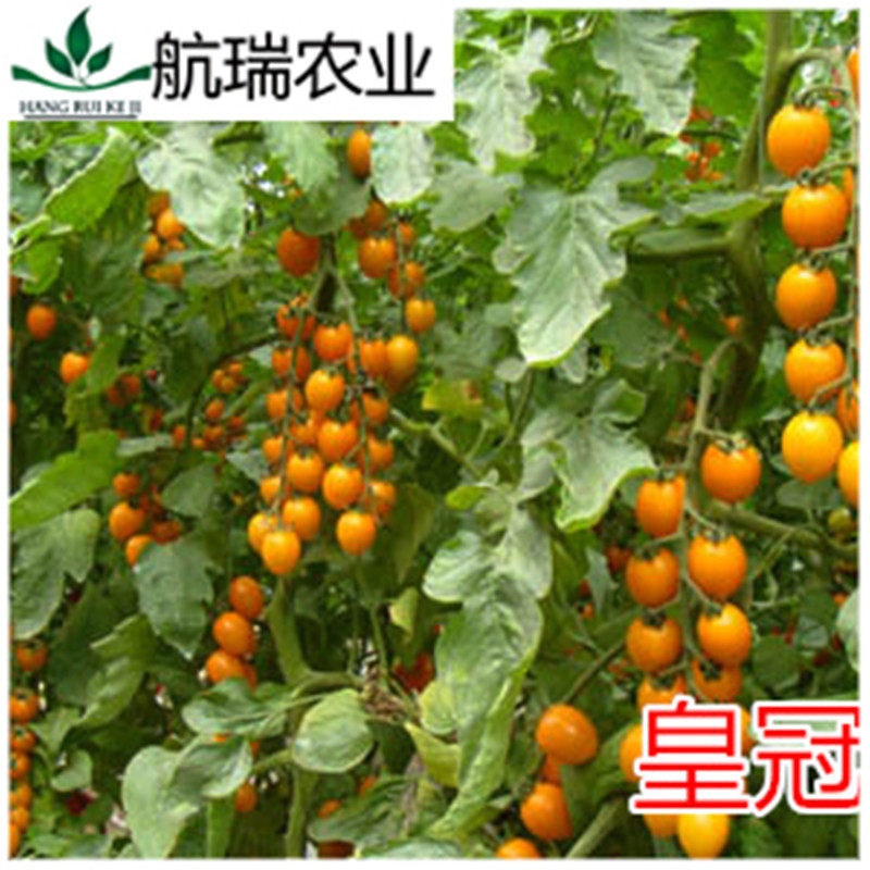 樱桃番茄种子黄色圣女果种子小番茄种子口感好包邮皇冠