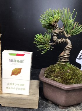 一图一拍小微日本大阪松盆景素材造型盆栽老桩迎客松四季常青宫岛