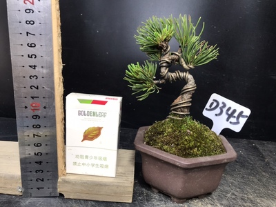 一图一拍小微日本大阪松盆景素材造型盆栽老桩迎客松四季常青宫岛