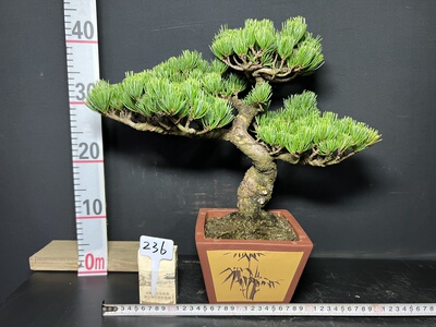 一图一拍日本大阪松盆景素材造型盆栽老桩迎客松四季常青宫岛1