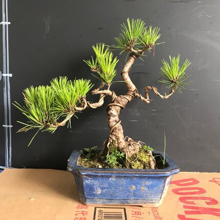 一图一拍老盆趣味小黑松阳台庭院客厅造型盆栽老桩迎客松四季常青