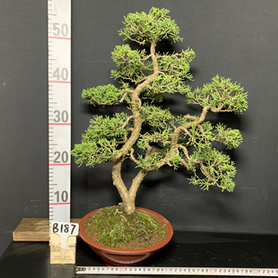 一图一拍老盆精品济州真柏阳台庭院客厅造型盆栽老桩迎客松常青树