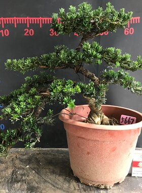 米叶罗汉松一图一买四季常青