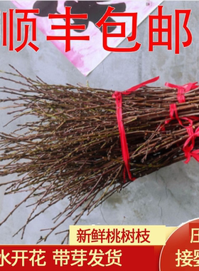 新鲜桃树枝婴儿压惊接婴儿出院摆件桃水培桃花鲜枝带花苞泡水花卉