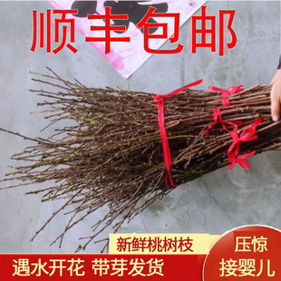 新鲜桃树枝婴儿压惊接婴儿出院摆件桃水培桃花鲜枝带花苞泡水花卉