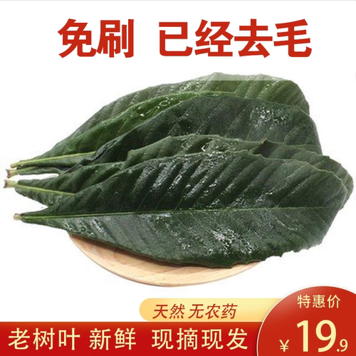 【免刷已去毛】枇杷叶新鲜500g