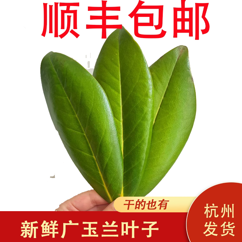 广玉兰叶子100张新鲜采摘树叶干叶子教学标本diy手工材料拍摄道具
