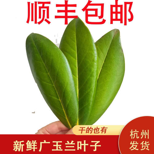 广玉兰叶子新鲜干的顺丰包邮