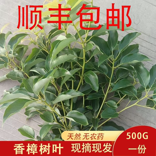 新鲜香樟树叶树枝500g农家树干叶子杭州中草药现摘现发止痒