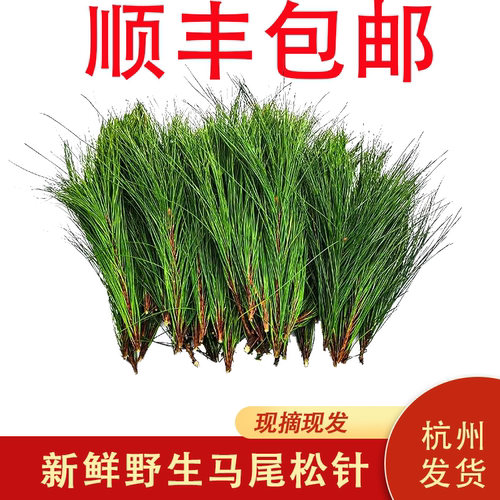 新鲜马尾松针500g野生松树枝叶子