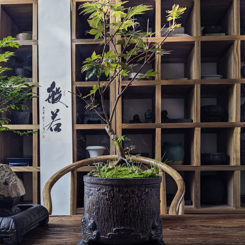 雲植仿古仿石新中式日式古典高端创意桌面盆景花器菖蒲红枫花盆