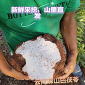 云南深山花甲白茯苓新鲜茯苓整个无硫茯苓中药材自然锁住营养