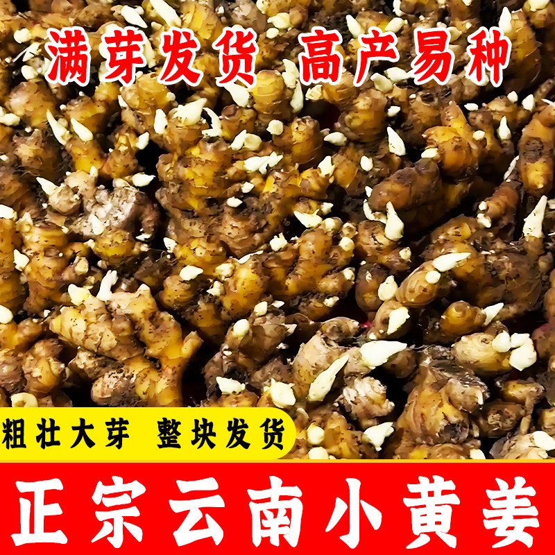正宗云南本地小黄姜发芽生姜农家种植黄姜带芽老姜非大生姜种子苗