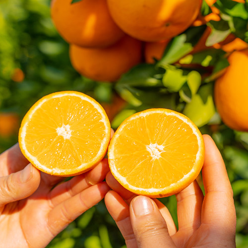 森山野纪｜金堂脐橙多汁甜甜的