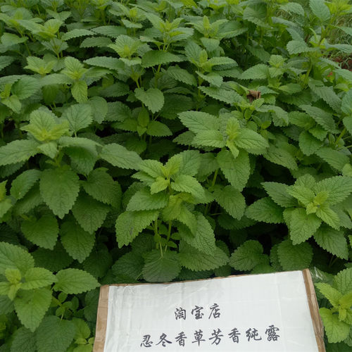 26年新出柠檬香蜂草纯露