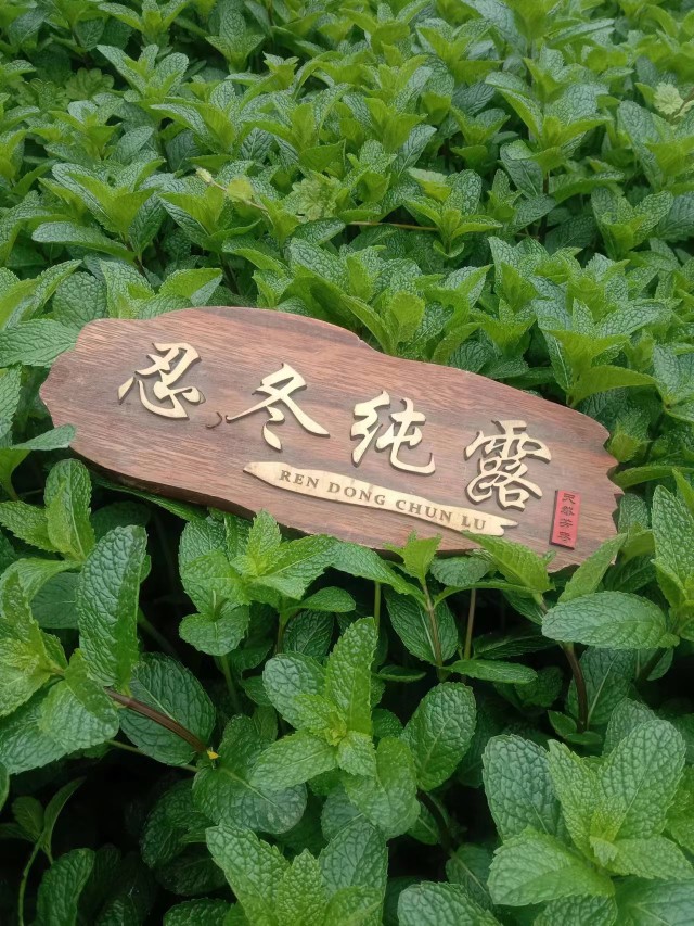 26年新出留兰香薄荷纯露500ml自己种植的薄荷
