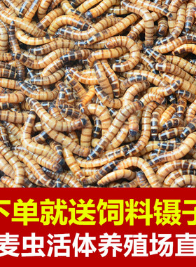 大麦虫鲜活体非面包金龙鱼饲料
