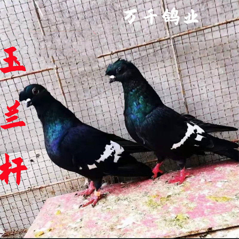 观赏鸽玉栏杆鸽子老国系高飞栏杆鸽子种鸽青年一对包邮月牙宠物鸽