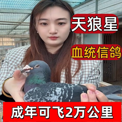 信鸽一对公一母正品便宜鸽子血统赛鸽大鼻子幼鸽苗2个月2万公里