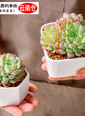 多款促销批发云南基地小颗精品桃蛋生石花熊童子玉露盆栽法师花卉