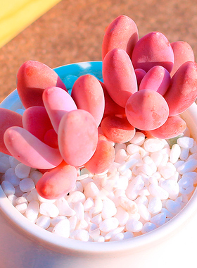 云南多肉植物批发组合盆栽新手肉嘟嘟生石花室内桃蛋黑法师多肉